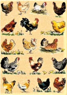 Acuarella - culori acrilice, accesorii papetarie, pensule, carioci si markere etc - Hartie decorativa Chicken Decopatch din categoria Arts & Entertainment > Hobbies & Creative Arts > Arts & Crafts > Art & Crafting Materials > Art & Craft Paper > Cardstock & Scrapbooking Paper > Scrapbooking Paper, potrivit pentru uz profesional si hobby, pret avantajos in magazin online