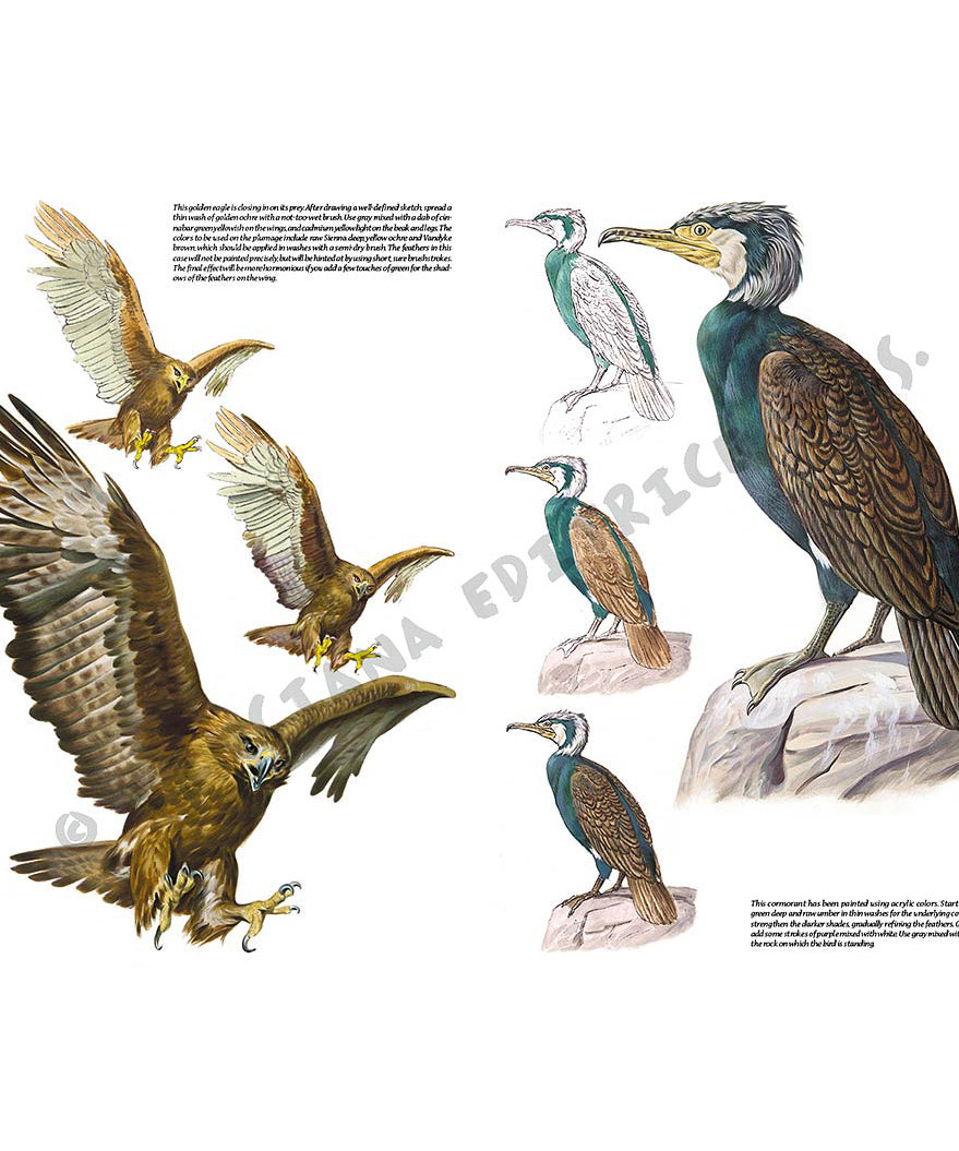 Manual Leonardo "Birds" limba engleza vol. 28