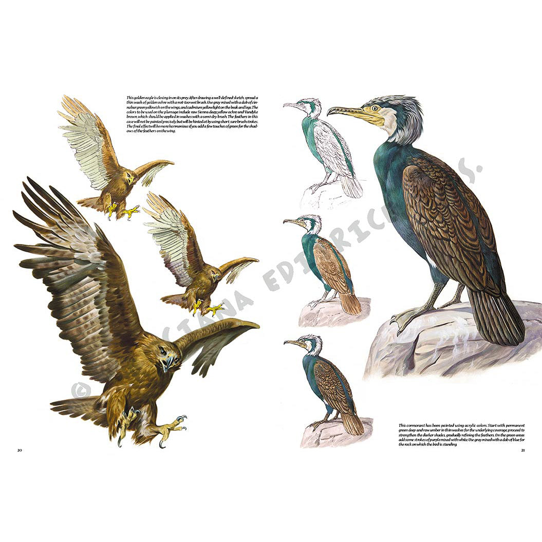 Manual Leonardo "Birds" limba engleza vol. 28