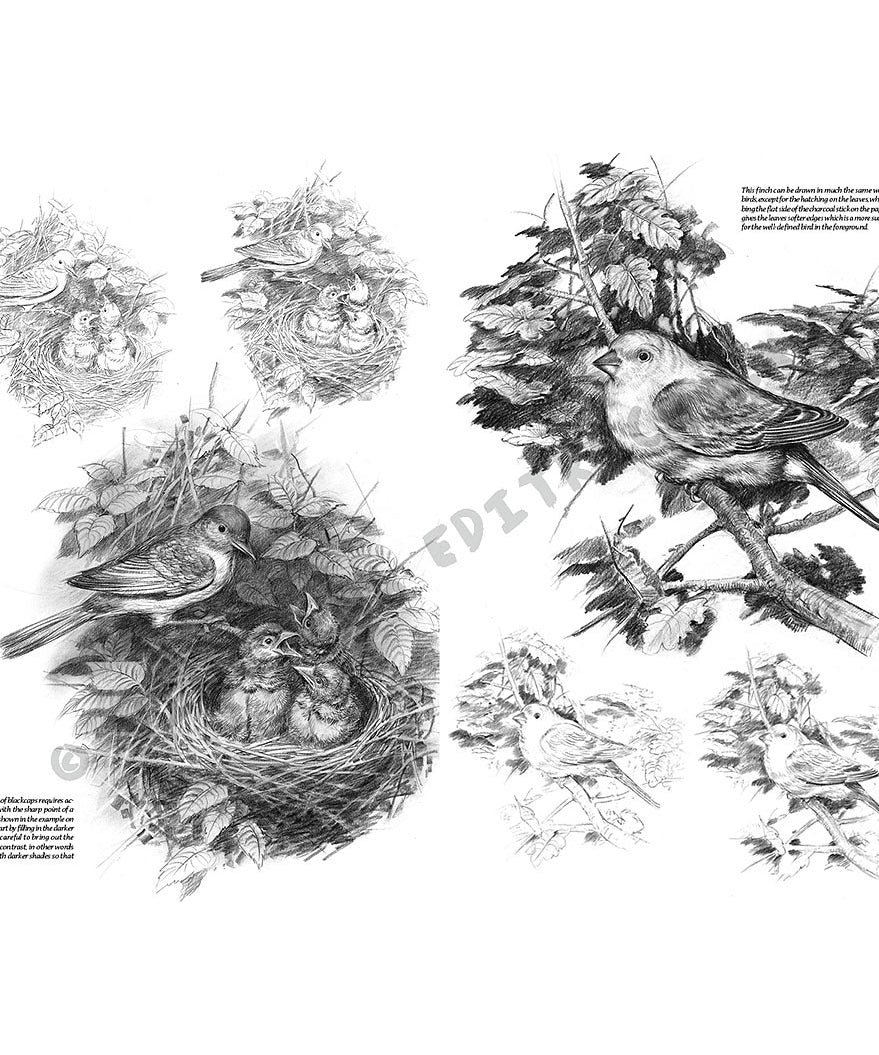 Manual Leonardo "Birds" limba engleza vol. 28