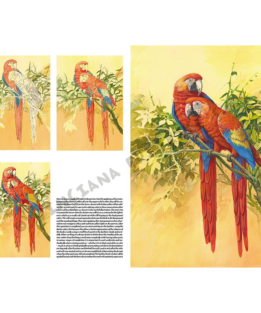 Manual Leonardo "Birds" limba engleza vol. 28