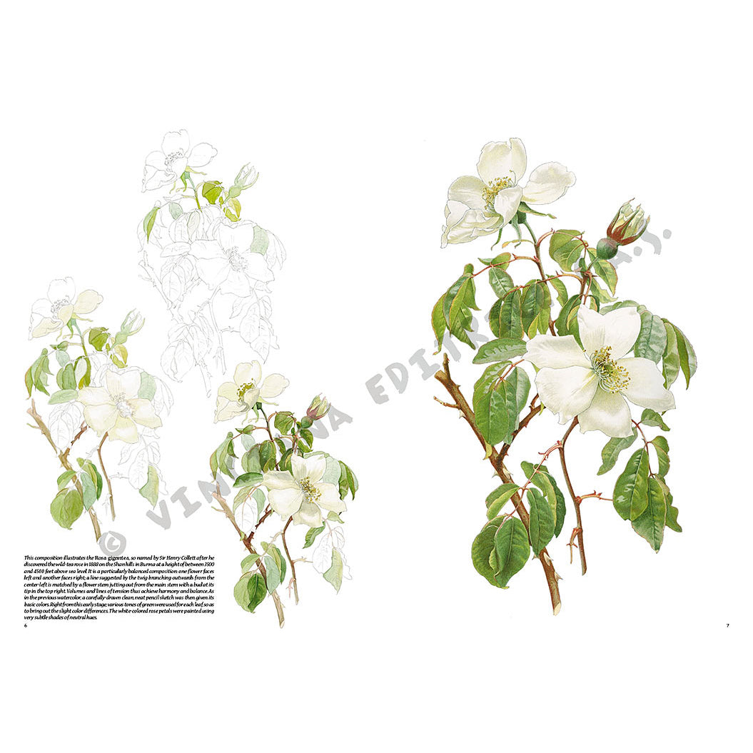 Manual Leonardo "Roses" limba engleza vol. 42